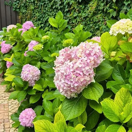 Alma Moura Residences Apartment